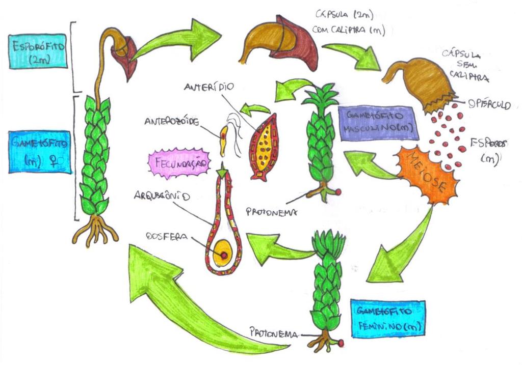 FIGURA 1: CICLO DE VIDA DE UMA BRIÓFITA.