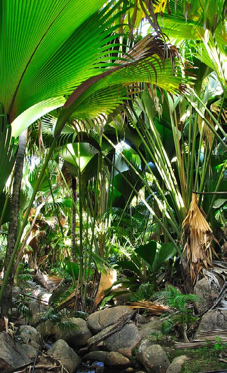 Praslin ATRAÇÕES Em Praslin está localizado o Parque Nacional Vallée de Mai, Patrimônio Mundial da UNESCO reconhecido por sua natureza abundante e extremamente preservada, além de ser o lar original