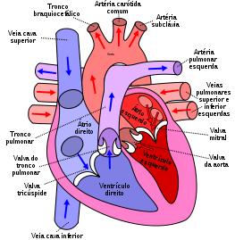 Fluxo hemodinâmico Atrios e Ventrículos Os átrios: sangue da circulação sistêmica para os ventrículos Ventrículo direito sangue para os pulmões para re-oxigenação Ventrículo esquerdo sangue para todo