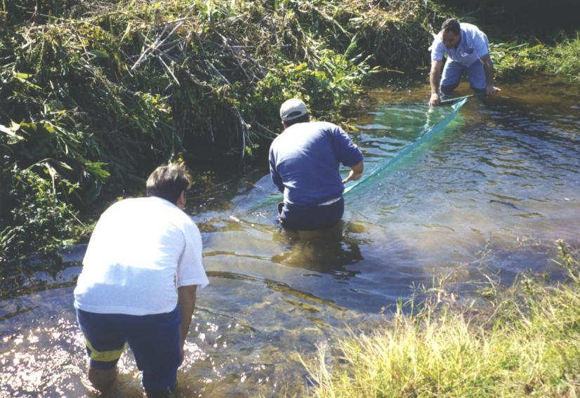 Metodologia de coleta REDE Rede na margem fazendo o cerco e arraste