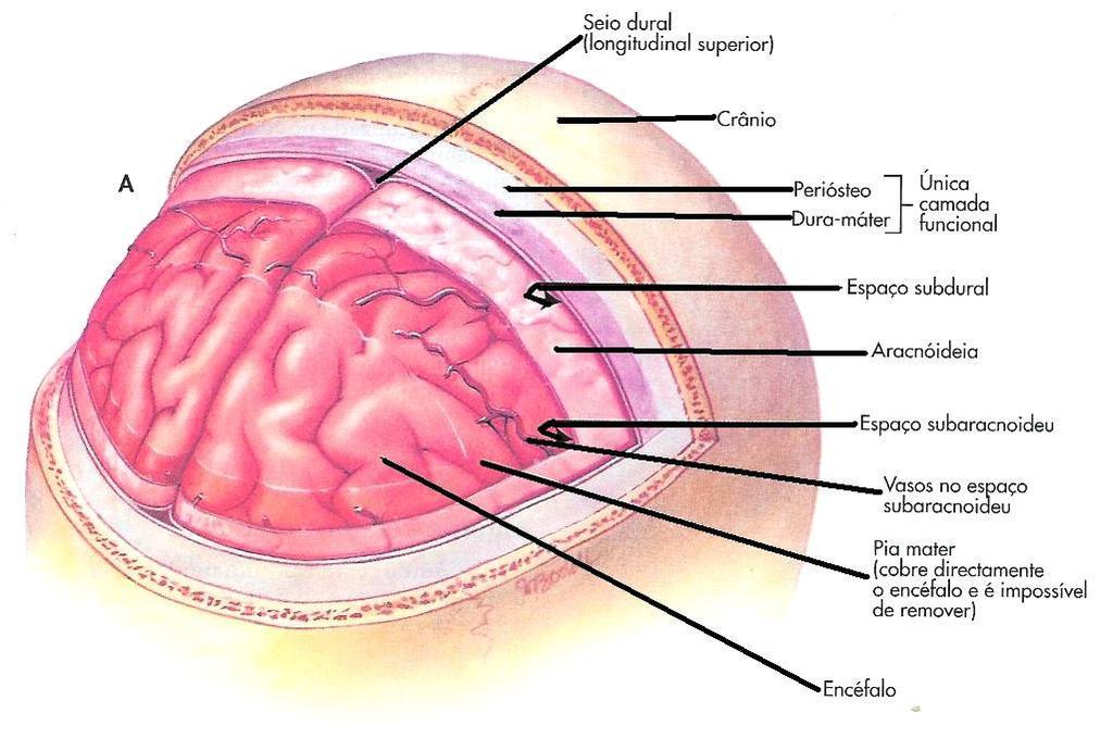 Subaracnoideu Pia Mater Encéfalo DuraMater Esp.