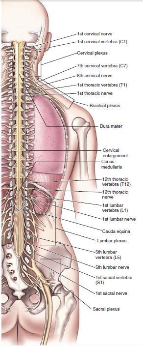 - O 1º par de nervos raquidianos sai entre a caixa craniana e a 1ª vértebra.