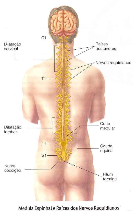 Nervos Raquidianos - Dermatomas Dermatoma, é uma área de pele com