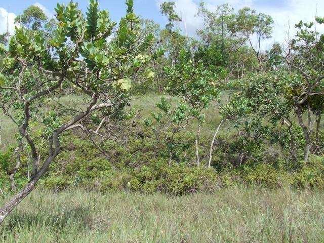 Local dos beija-flores besourinho-de-bico-vermelho (Chlorostilbon lucidus) e do beija-flor-tesoura (Eupetomena macroura) (R.