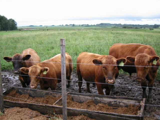 ocupa uma área de 176.