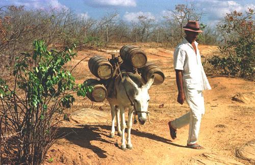 A falta de água faz o nordestino caminhar léguas com o jumento de cangalha