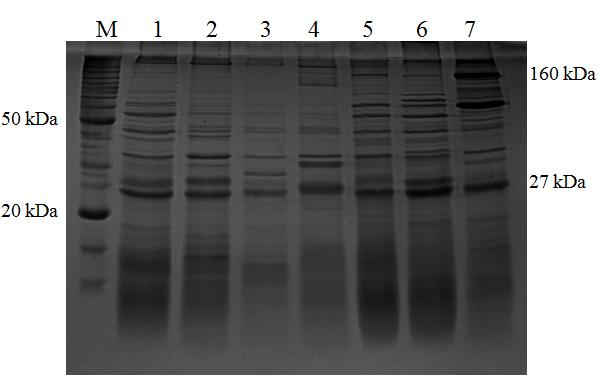 Entretanto, assim como no presente trabalho, genes cyt foram identificados em linhagens de Bt tóxicas a lepidópteros e coleópteros (GUERCHICOFF et al., 1997, 2001).