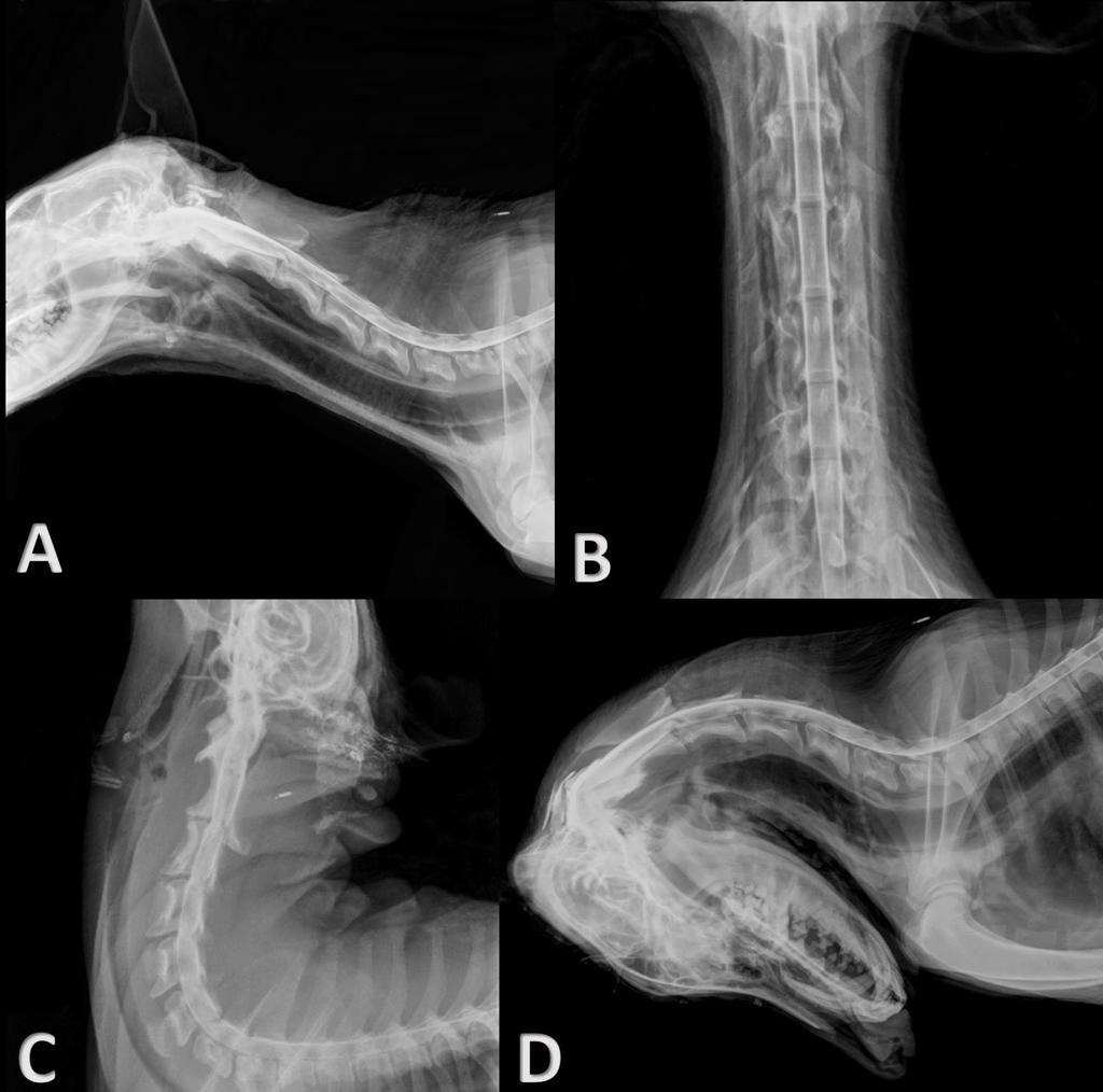 35 Figura 1 Posicionamentos radiográficos realizados após mielografia cervical em cadáveres de cães. A) Incidência laterolateral em posição neutra. B) Incidência ventrodorsal.