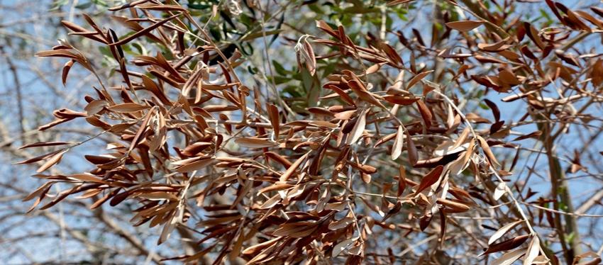 04.Sessão de formação sobre Xylella fastidiosa Fonte: DRAPALG A DGAV, com a colaboração da DRAPLVT e INIAV, vai realizar a 5 de abril uma sessão de formação sobre Xylella fastidiosa, na região Lisboa