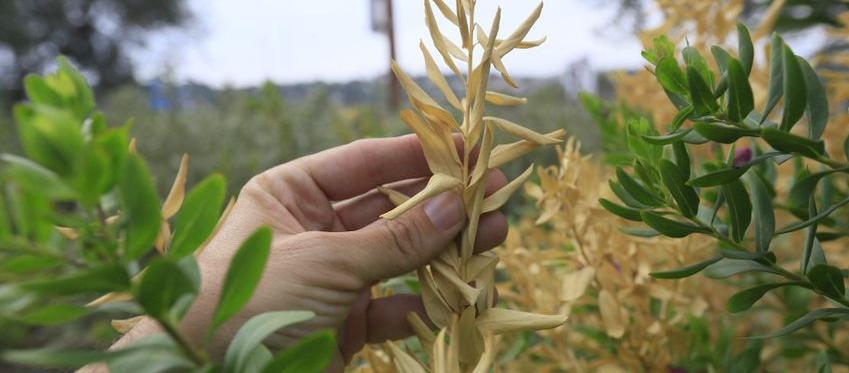 05.Ações de Formação/Sensibilização sobre Xylella Fastidiosa Fonte: INIAV IP Anexamos no final deste boletim, várias ações de formação e/ou sensibilização sobre a Xylella Fastidiosa que o INIAV está