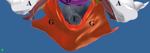 et al 2007, 3D reconstruction of pelvic floor