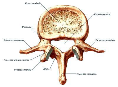 do manúbrio esternal (T4), ângulo inferior da escápula (T7 T8) e apêndice xifóide (T10). Já a amplitude de movimento da coluna torácica é de 40 para extensão e 30 para flexão.