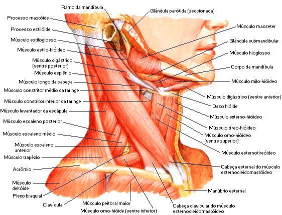 O músculo é formado por dois feixes: Feixe Esternal - origina-se na face lateral do processo mastóideo e sobre a metade lateral da linha nucal superior do occipital e se insere na face anterior do
