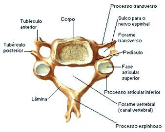 FIGURA 7: Vértebra C4 Fonte: www.2.bp.blogspot.com/.../s400/proeminente.
