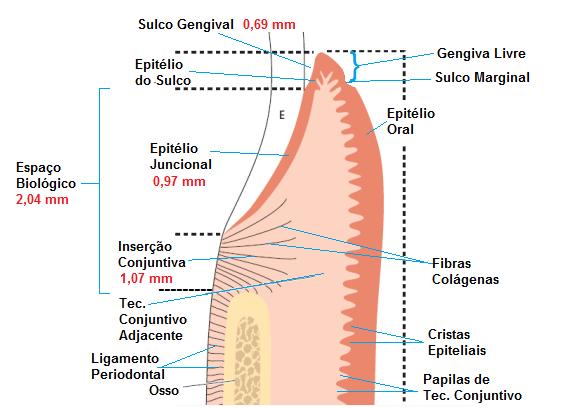 epitélio, mas existem outros tipos células, as chamadas "células raras" como melanócitos, células de langerhans, células de merkel e células inflamatórias.