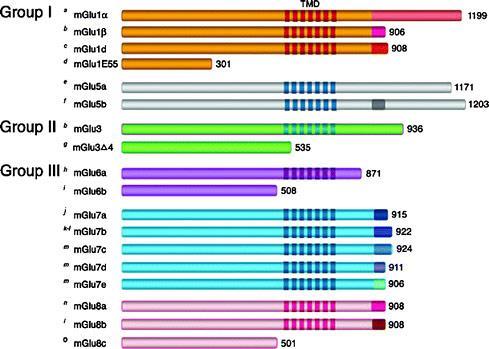 If any magnification is used in the photographs, indicate this by using scale bars within the figures themselves.