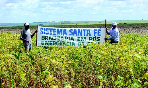 Nossa capa Aproveitandose da planta daninha Fotos CNPAF Sistema Santa Fé, desenvolvido pela Embrapa, permite utilizar características da planta daninha para auxiliar no desenvolvimento da cultura