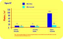 Nos solos com mais de 30% de argila aplicar todo o nitrogênio cerca de 0 dias após a emergência das plântulas.