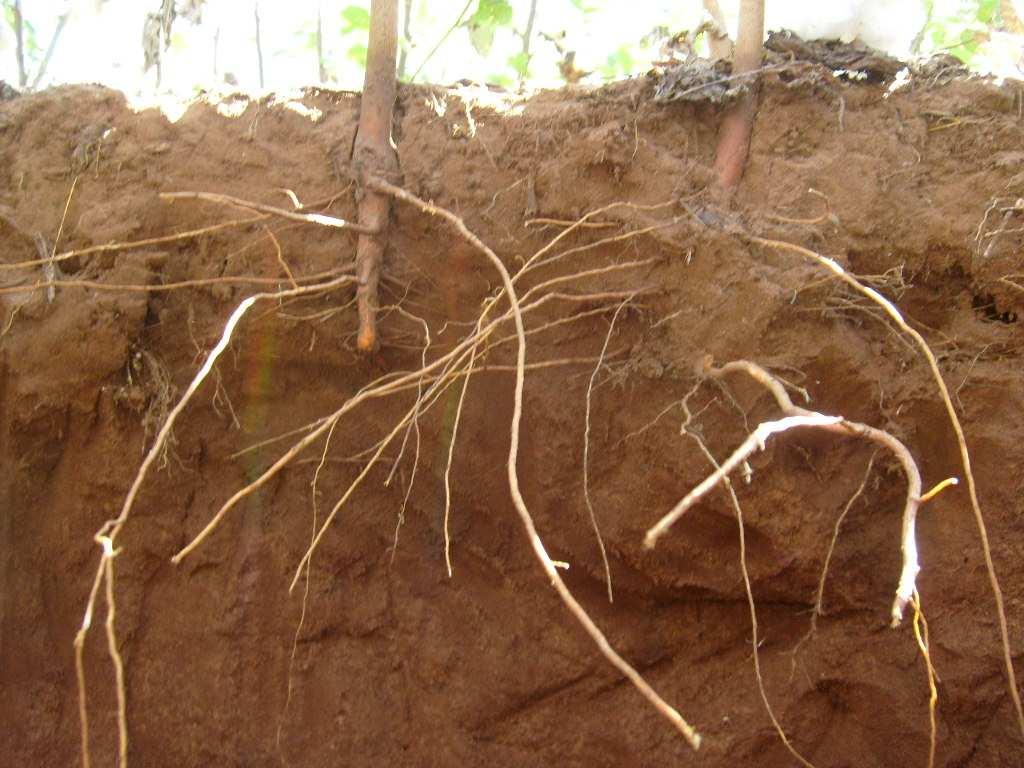 Fatores que afetam o uso eficiente de fertilizantes