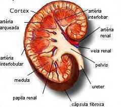 15 Fonte: www.algosobre.com.br FIGURA 8 Desenho do rim em corte frontal identificando sua vascularização.