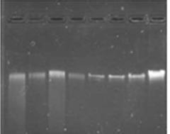 25 1 2 3 4 5 6 7 8 Figura 6. Quantificação da extração de DNA de uredósporos de P. psidii MF-1 e folhas de E. grandis (D901).