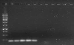 grandis, em reação com gradiente de temperatura de anelamento de 50 a 63 C.