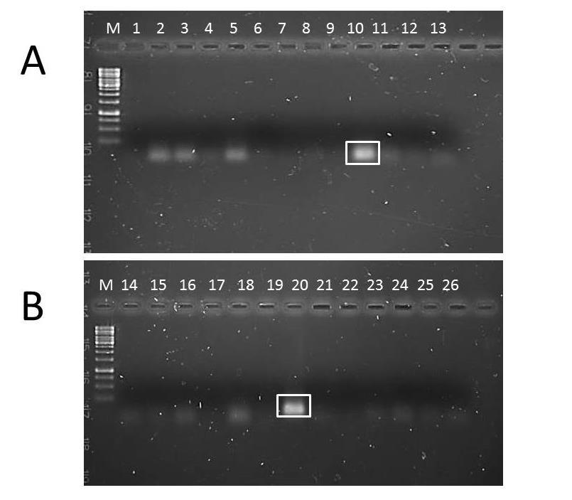 30 Figura 9. Teste de especificidade e eficiência dos primers para DNA de uredósporos de P. psidii e folhas de E. grandis, em reação com gradiente de temperatura de anelamento de 60 a 65 C.