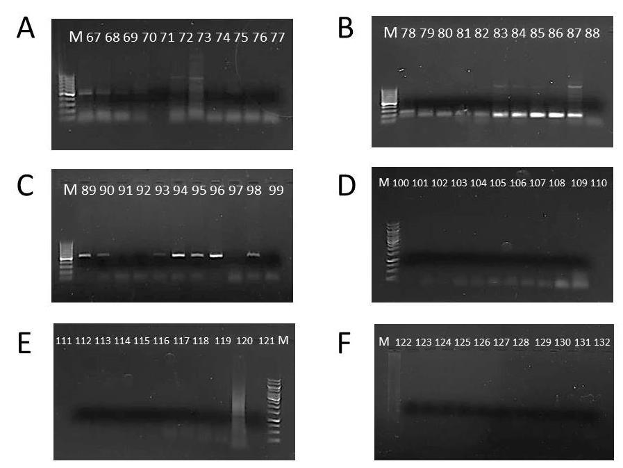 34 Figura 11. Teste de especificidade e eficiência dos primers para DNA de uredosporos de P. psidii e folhas de E. grandis, em reação com gradiente de temperatura de anelamento de 50 a 63 C.