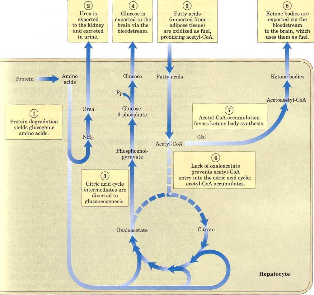 METABOLISMO DO CÉREBRO DURANTE JEJUM