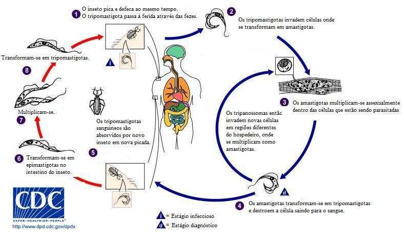 VASCONCELOS, R.H.T. 21 anuais estão associadas a doença de Chagas globalmente, constituindo esta endemia a sexta doença tropical negligenciada mais importante do mundo.