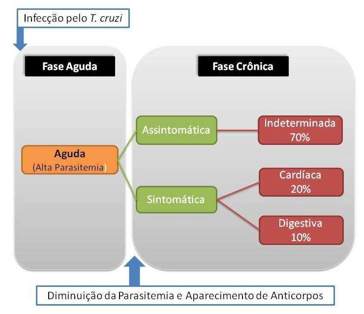 VASCONCELOS, R.H.T. 23 Figura 3. Evolução clínica da doença de Chagas humana Fonte: Adaptado de Dutra et al., 2009 Os indivíduos infectados pelo T.