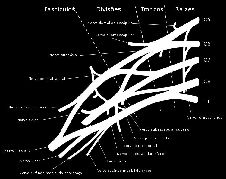 Sternocleidomastoid Esternocleidomastóideo Cephalad -Cafálico FIgura 2.