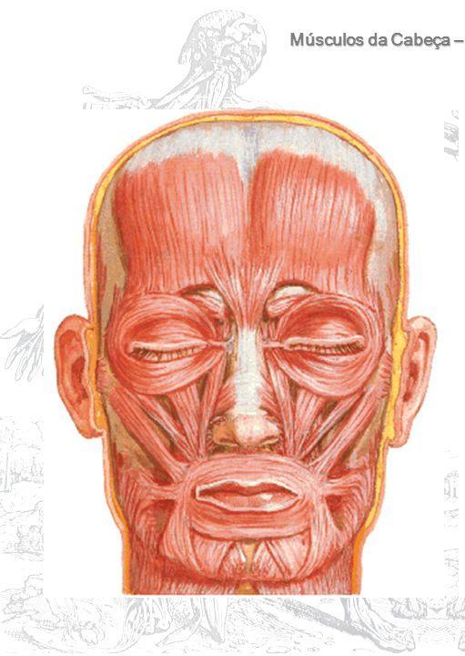 Músculos da mímica facial Músculo occipitofrontal Músculo orbicular do olho Músculo levantador do lábio superior e da asa do nariz Músculo levantador do lábio superior Músculo zigomático menor