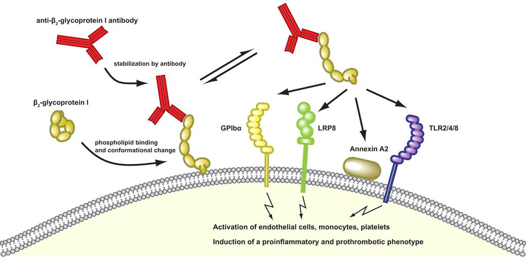 Introdução Antibody β 2 GPI complex can subsequently interact with several surface receptors β 2 GPI is negatively charged, phospholipids become