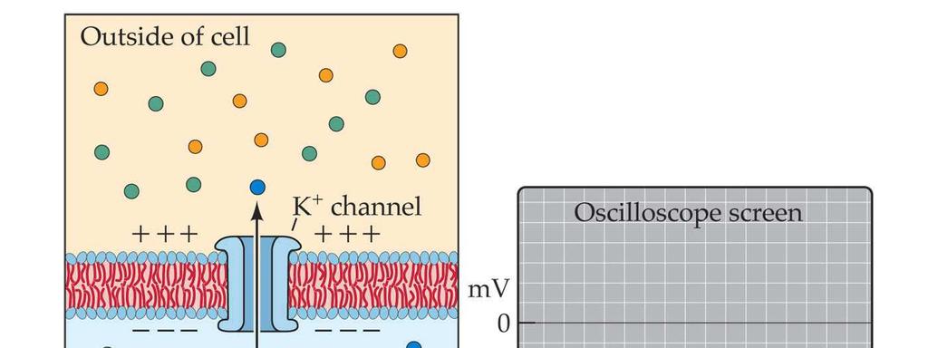 Movimentos dos íons Na + e K + Os canais representados na figura são chamados de canais de vazamento,