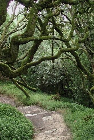 Património natural Mata Climácica: Floresta Relíquia :: Situada