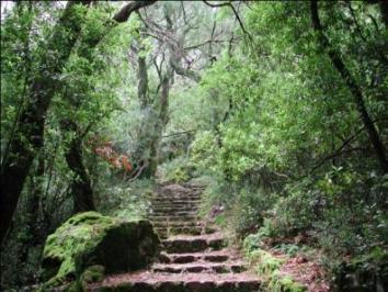 loureirais) (5230pt1) :: Carvalhais galaico-portugueses de Quercus robur e Quercus