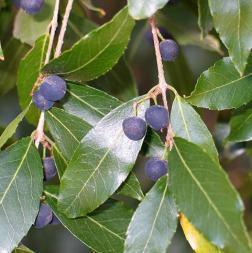 frequentemente presente,o medronheiro (Arbutus unedo) e pontualmente, o loureiro (Laurus