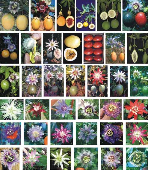 Biodiversidade Variabilidade genética Passiflora ~400 espécies ~200 originárias do Brasil ~70 dão frutos comestíveis
