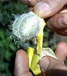 Uso da biodiversidade como plantas medicinais Espécie Fito-constituinte Passifora actinia Hooker Isovitexin, (Santos et al. (2003) Fonte: Costa e Tupinambá, 2005 Passiflora adenopoda Moc.