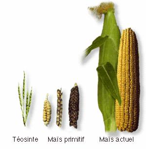 variedades Algumas dificuldades diferenças de ciclo e