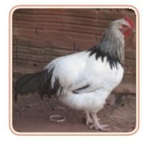 SUSSEX Raça inglesa, destaca-se pela beleza de sua plumagem e por ser uma excelente produtora de carne.