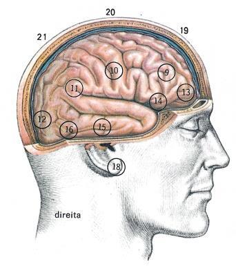 Láctica Coordenação Capacidade Aeróbia Potência Aeróbia Especifica Força Resistência (Resistência Muscular) T É C N I C A T Á