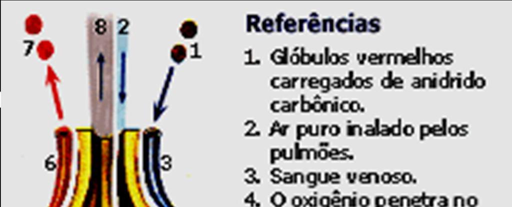 Transporte de O² e CO² CO² é