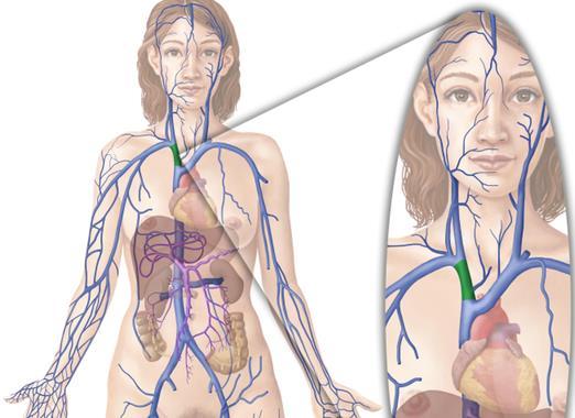 Sistema venoso da VCS Veias superficiais: Veia