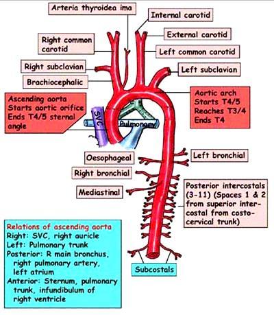 Aorta