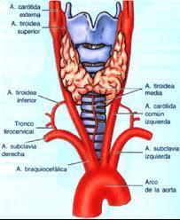 Tronco braquiocefalico Posterior a