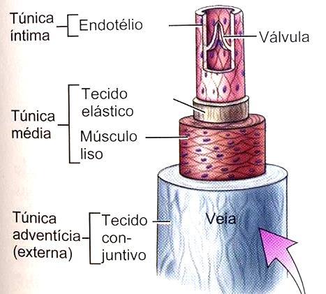 Veias e