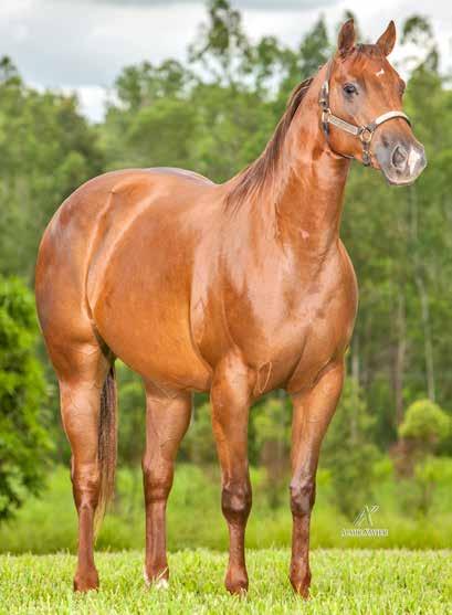 Campeã Nacional, Congresso e Potro do Futuro de Apartação Lady Powder TMR Daual Jazz: Importado, ganhador de mais de U$ 60 mil em prêmios, finalista NCHA Derby.