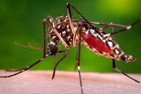 DISTRITO FEDERAL Sobradinho na lista dos municípios com infestação do Aedes aegypti Depois de receber notificações da 8ª Coordenadoria Regional de Saúde